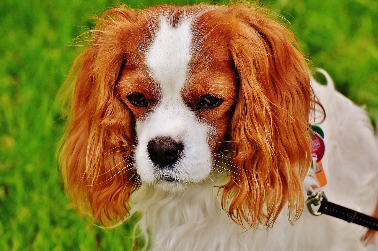 Ratgeber: Wie man Allergien und Unverträglichkeiten bei Hunden mit Online-gekauftem Futter begegnet | Gutscheincode oder Rabatt sichern!